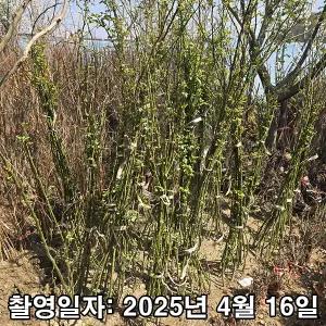 나무생각 / 일반넝쿨장미 / 1.2m / 2~3지 / 개화주