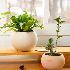 갑조네 앙비까사 도토리 베트남 진주 토분