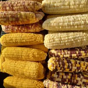 갓 삶아 냉동한 반반씩 찰옥수수 홍찰 황찰 알록찰 백찰