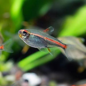 [힘찬열대어] 글로라이트 테트라 10마리