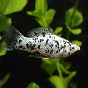 [힘찬열대어] 달마시안 몰리 6마리