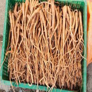 슈퍼백도라지씨앗 1000립/슈퍼백도라지/으뜸백도라지 보람(wj)씨앗