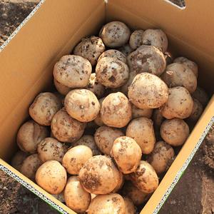 25년 국내산 수미감자 설황 카스테라 해남 햇 감자 3kg 5kg