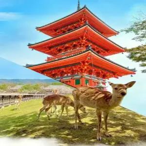 [나라/교토][OPEN] 오사카 출발 나라 교토 1일 버스투어 동대사 사슴공원 아라시야마 청수사 (라쿠투어)