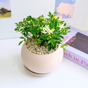 향기 가득 오렌지자스민 중형 달항아리 아이보리 토분 - 개업화분 축하화분 집들이 승진