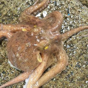 [장보리]국내산 활 돌문어 1kg