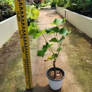 포도나무 묘목 청포도 샤인머스켓 5치포트 나무언니