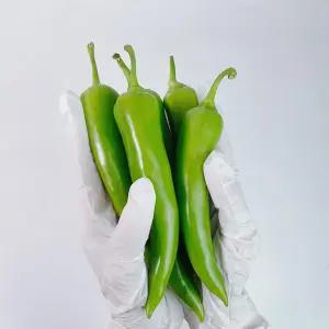 신품종 당조고추 당뇨 당고추 상품 1k