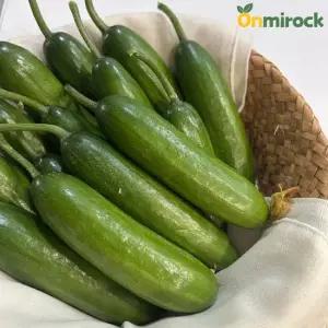 온미락 경북 미니오이 2kg 스낵오이 아삭 오이