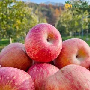 온미락 영주 뜬바우골 정품 부사 사과 2kg 3kg 5kg 껍질째 먹는 저탄소 친환경 사과 선별 산지직송