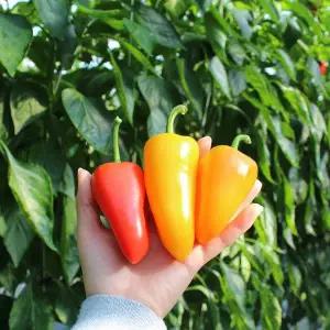 [지지팜] 미니 파프리카 뉴다온 1kg 1.5kg 2kg