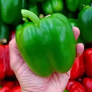 국내산 초록 청 피망 상품 1kg