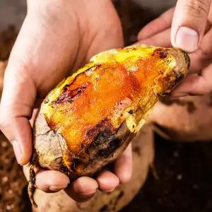 [대한민국농수산] 해남 세척 베니하루카 꿀고구마 (대) 5kg