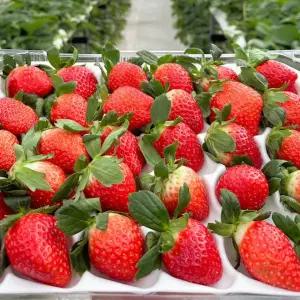 산지직송 논산 고당도 설향 딸기 상, 350g, 1개