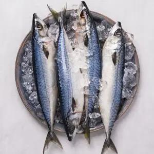 부산 자반고등어 참고등어 국산 왕특대 특대 중대 10미 보투아몽드