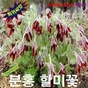 (씨앗나라)할미꽃/분홍할미꽃 10립