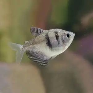 열대어 블랙테트라 5마리 수족관 관상어