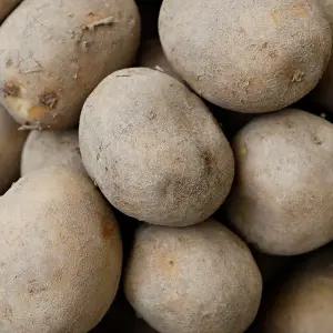 감자 농가돕기 노마진 실속 대용량 10kg내외 중(개당50g내외)/ 산지직 송연구소