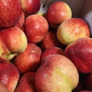 연세원예 복숭아 신비 (천도+백도) 묘목 2년생 1주