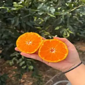 제주 새콤달콤 고당도 제철 카라향 실중량 4.5kg