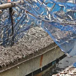 남해안 생물 손질 생멸치 멸치 찌개 탕 조림 튀김 500g