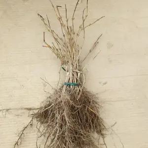 칠자화나무 삽목2년생 묘목 10주