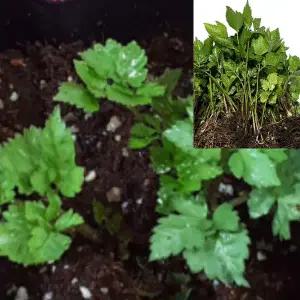 토종 참나물모종 2년차 종근 20개 ta263