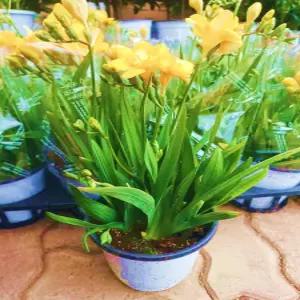 포도밭 후리지아 프리지아 꽃 화분 선물 인테리어 공기정화식물