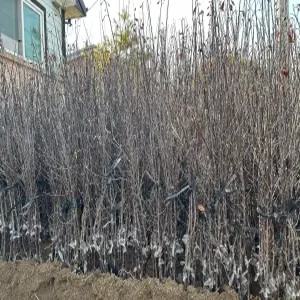 (경기농원)사과나무묘목 접목1년생 상묘 특묘 부사(미야비) 감홍 시나노골드 홍로