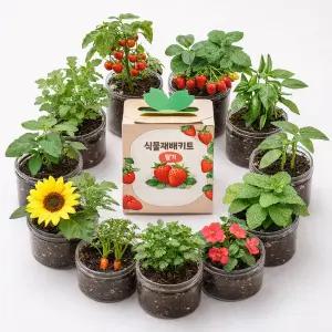 11종 쉬운 집에서 식물키우기 식목일 행사 실내 사무실 미니화분 재배키트