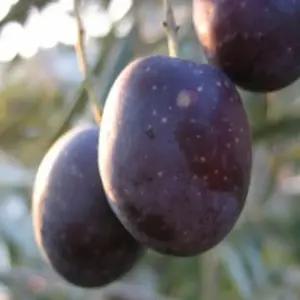 올리브나무 묘목(네바딜로 블랑코) 10cm포트 1개