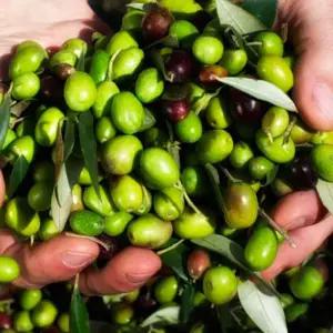 올리브나무 묘목, 루카 10cm포트 1개