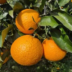 제주 청견 오렌지 10kg 랜덤사이즈