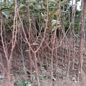 (경기농원)감나무 묘목 결실주 3년생 R 2-3 대봉 둥시 야오끼대봉