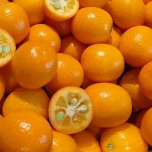 금귤 낑깡 1kg 왕특