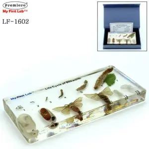 프리미어 LF-1602 성장표본 누에