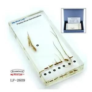 프리미어 LF-2609 성장표본 벼