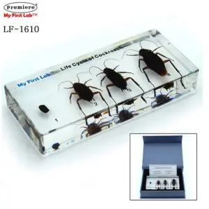 프리미어 LF-1610 성장표본 바퀴벌레