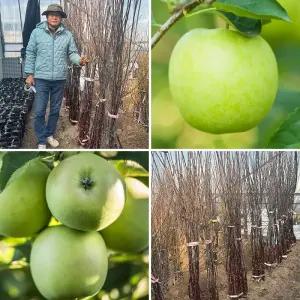 사과나무 묘목 아오리 M26이중대목 청사과 유실수 과실수 과일나무 재배 수확