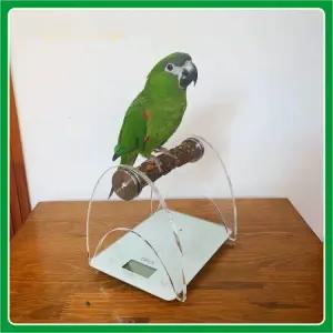 전자 체중계 앵무새용 저울 동물병원 몸무게 측정 스탠드 배터리 펫용 디지털