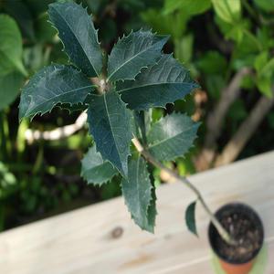 금목서 은목서 x 10포트 생울타리 노지월동 정원수 조경수 상록수 여름 가을 꽃 나무 묘목 키우기