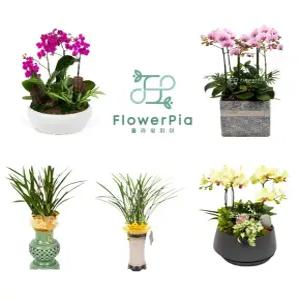 동서양란 개업 승진 축하선물 화분배달 호접란 만천홍