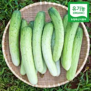 유기농 오이 20개(백다다기)