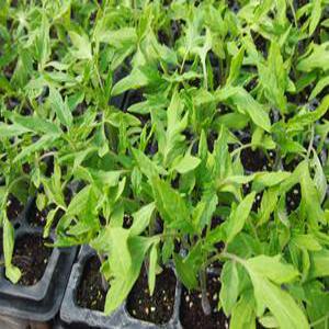 찰토마토모종10개/왕토마토모종/신러블리/맛이좋은 전문농사용/굵은품종