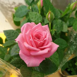 명품핑크장미 재입고(꽃이 일년에 몇번와요) 노지월동가능 3가지 계열색중 하나로나가요