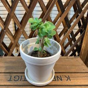 (아이포트)독일토분 마블링 화이트20호토분