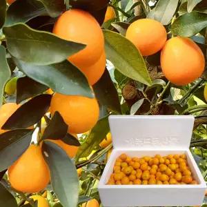 제주 금귤 낑깡 5kg 왕왕 특대 대과 소과 5키로 정과용 오부자농장