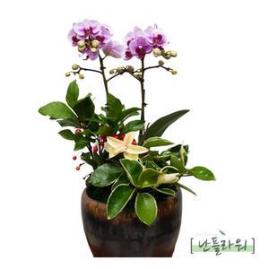 서양란 엘레강스 축하화분/승진/취임/영전/축하란