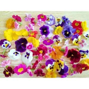 [맹다혜씨네작은텃밭]예쁜 식용꽃 30송이 혼합 1팩 (합포장)