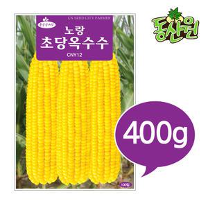 대용량 노랑초당 옥수수씨앗 400g 초당옥수수 종자
